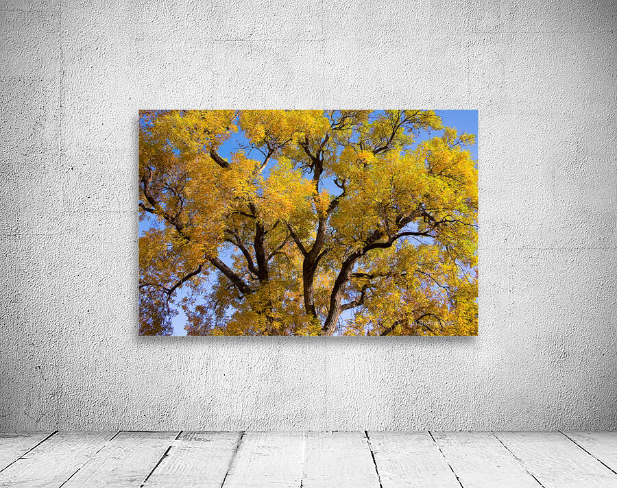  Magical Mystery Tour  Wall Preview