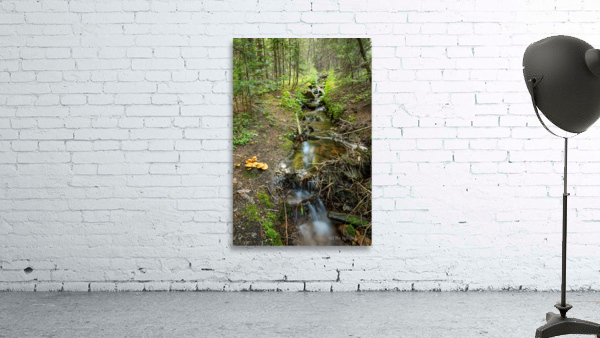 Wild Mushrooms Along Creek Wall Preview