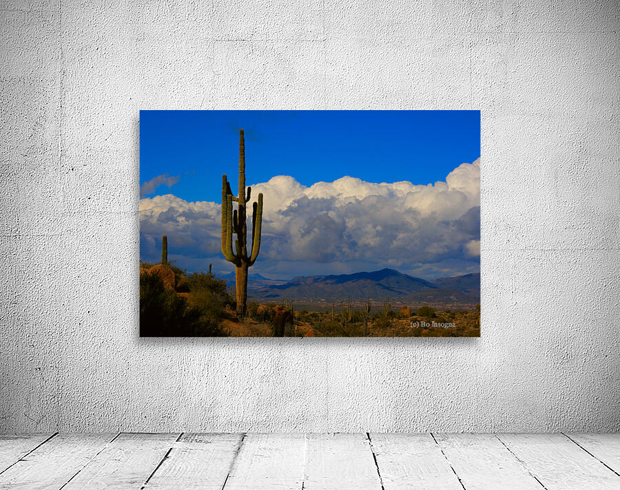  Amazing Giant Saguaro Cactus Wall Preview
