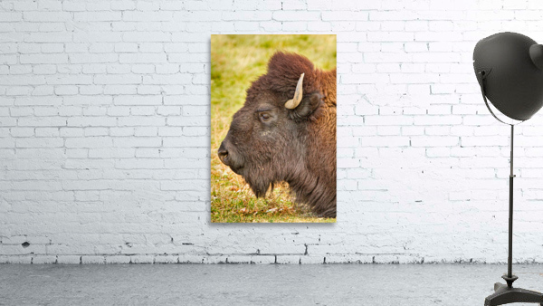 Bison Headshot Profile a Wall Preview