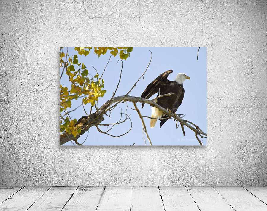 Eagle Wave Wall Preview