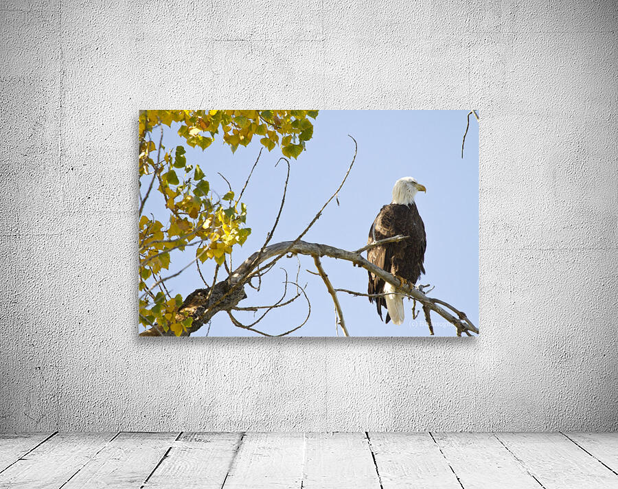 Eagle Watching Wall Preview