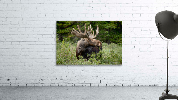 Bull Moose Wild Wall Preview