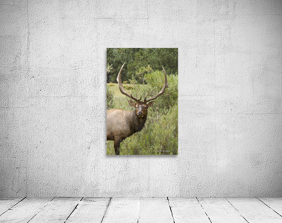 Bull Elk Eyes Wall Preview