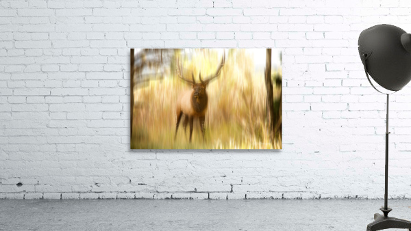 Bull Elk Forest Dreaming Wall Preview