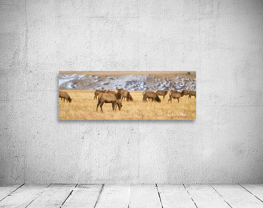 Elk Heard Colorado Foothills Plains Panorama Wall Preview