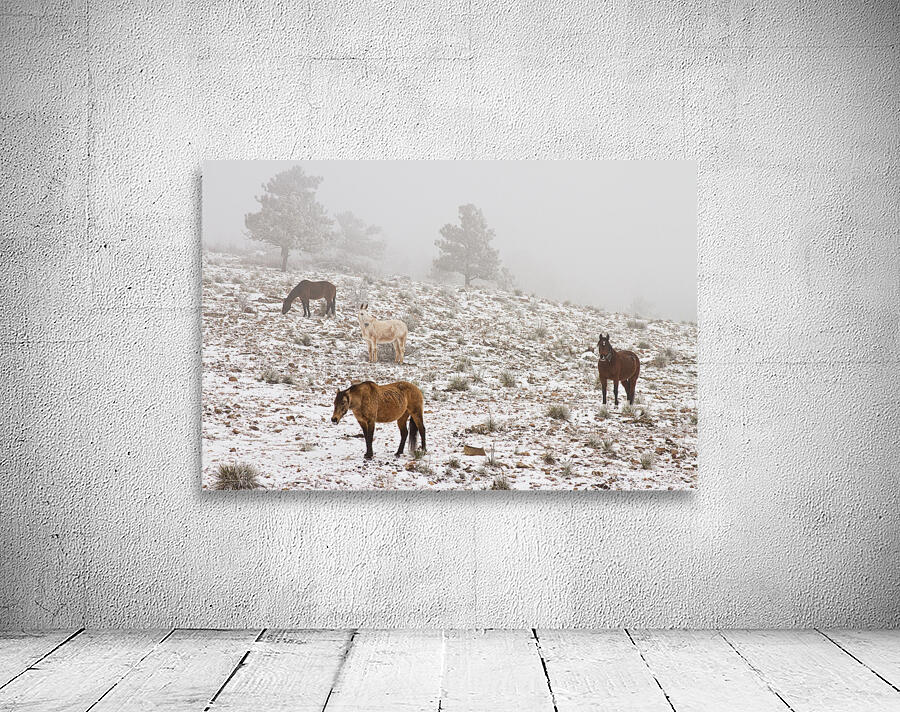 Rocky Mountain Horses Snow Fog Wall Preview