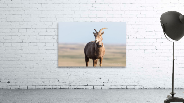 Badlands Bighorn A Glimpse of Audubons Majestic Sheep Wall Preview