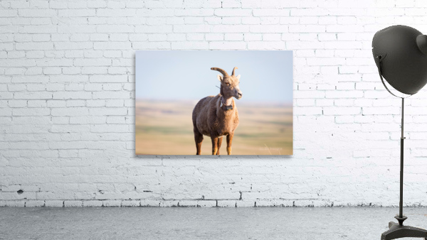 Big Horn Sheep Lucky Number 13 Wall Preview