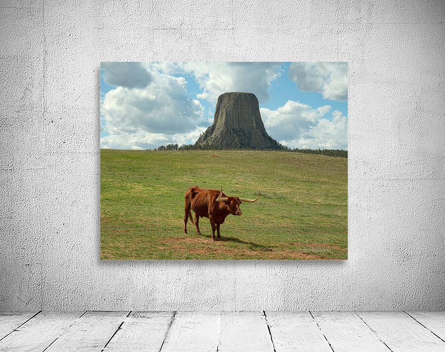 Longhorn Cow Posing at Devils Tower in Wyoming - First US Nation Wall Preview