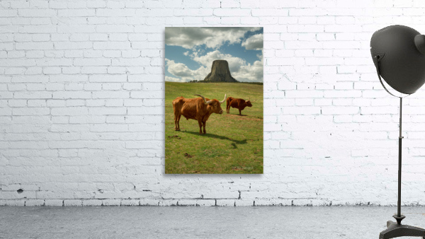 Texas Longhorn Cows Gracefully Posing at Majestic Devils Tower Wall Preview