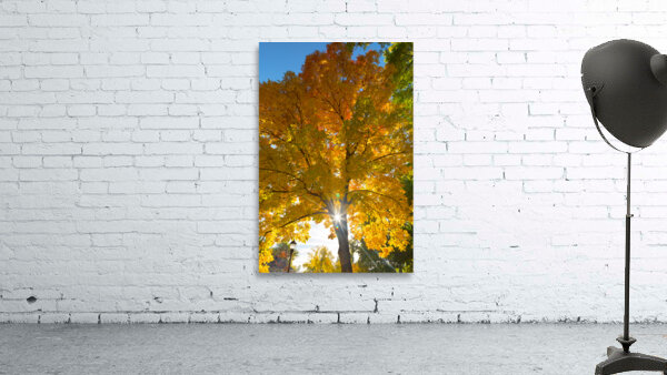 Stunning Autumn Tree Sunlight Through Colorful Leaves Wall Preview