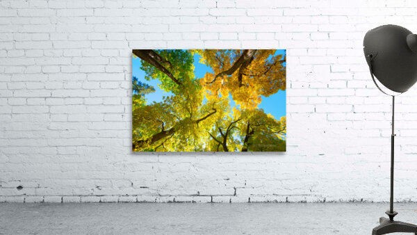 Vibrant Autumn Landscape - Colorful Trees under Blue Sky Wall Preview