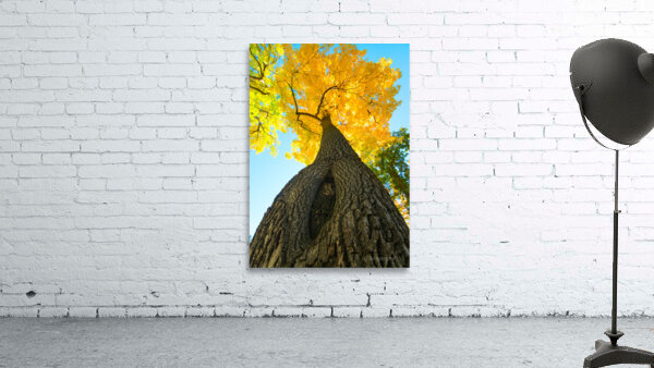 Golden Autumn Tree - Majestic Trunk and Leaves in Fall Splendor Wall Preview
