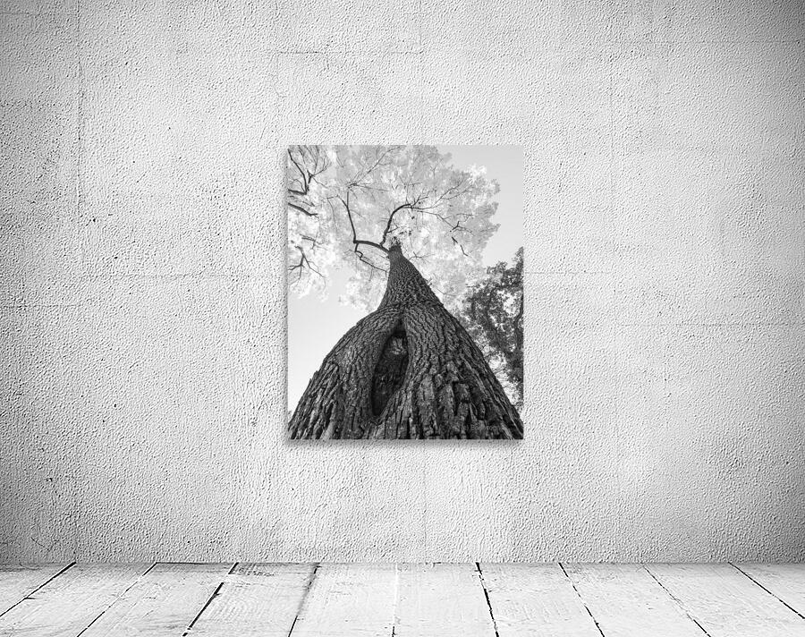 Monochrome Tree Art -  Majestic Trunk and Leaves in Fine Detail Wall Preview