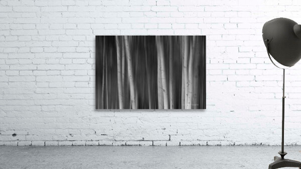 Aspen Trees Dreaming Black and White Abstract Wall Preview