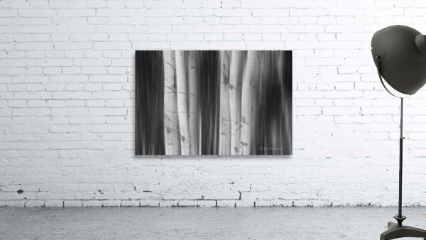 Aspen Tree Colonies Dreaming BW Wall Preview