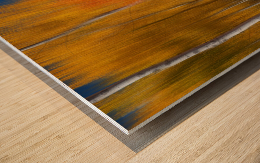 Sunny Colorful Aspen Tree Mix Wood print