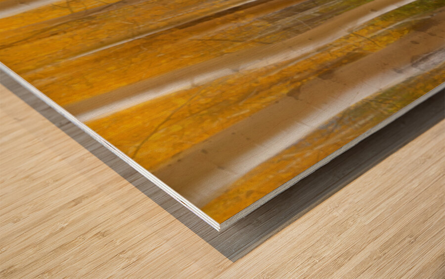 Golden Forest Moment Abstract Panorama Wood print