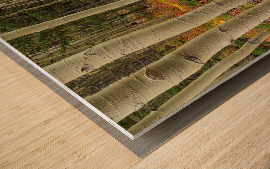 Wilderness Wonderland Wood print