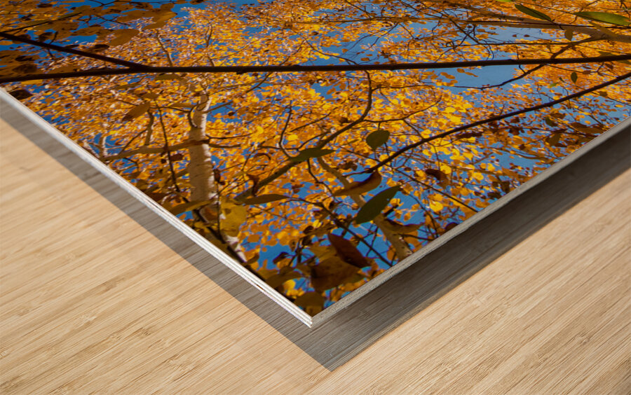 Blue Sky Autumn Bliss Impression sur bois