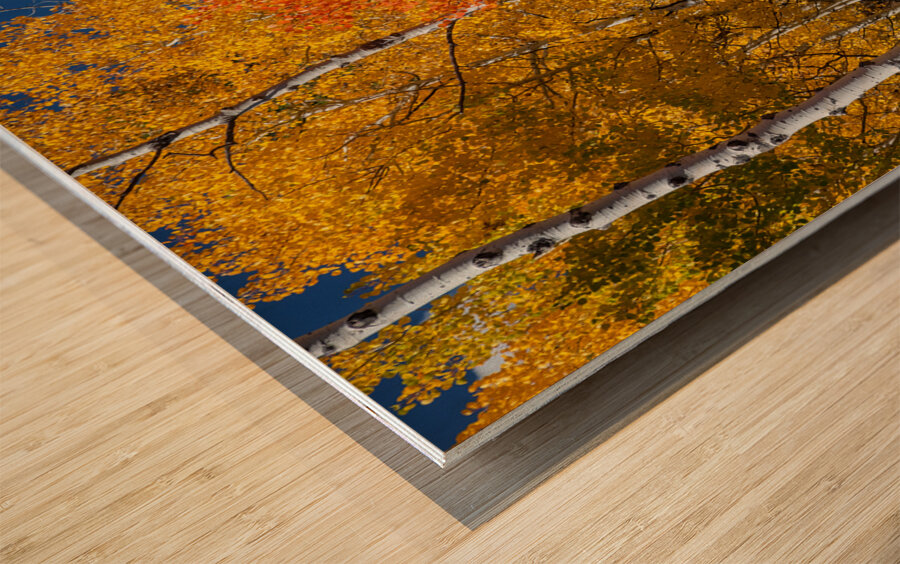 Sunny Colorful Aspen Tree Mix Wood print