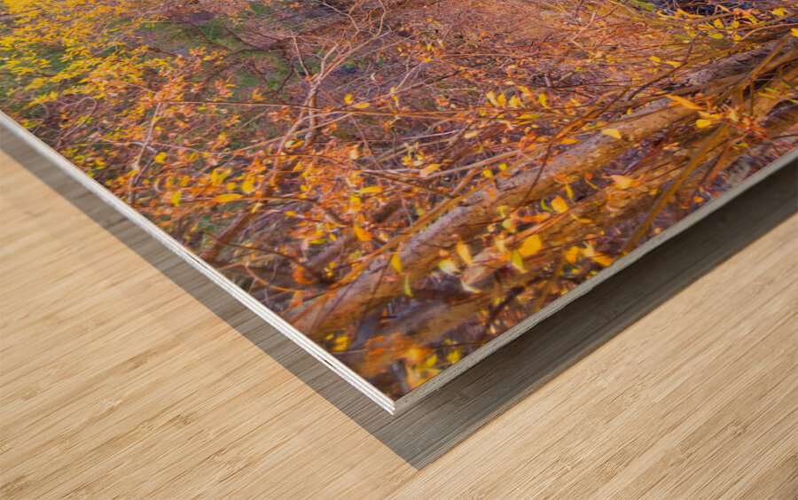 Golden Autumn Creek – Serene Fall Foliage Nature Photography Impression sur bois