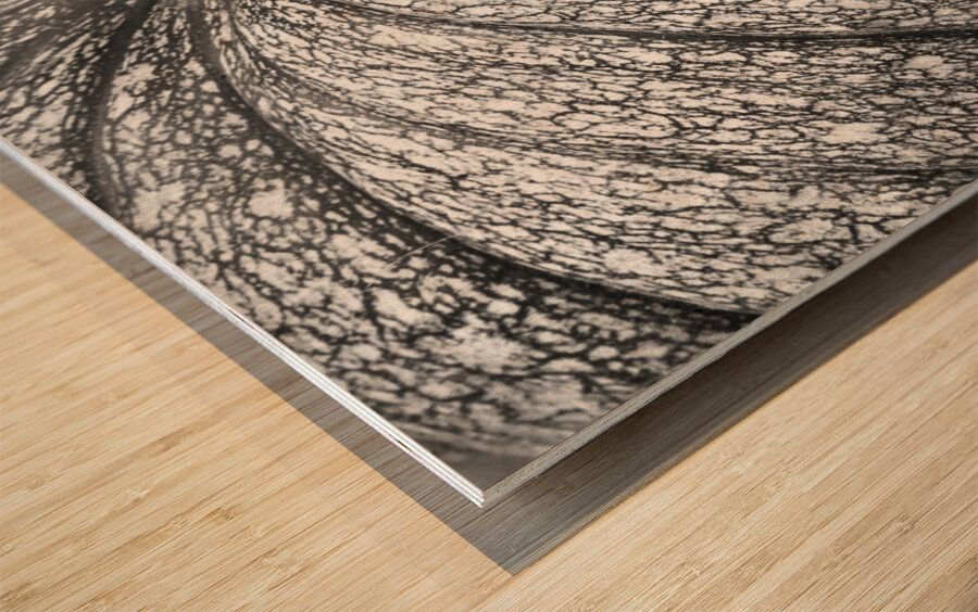 Pumpkin Pumpkin Black and White Impression sur bois