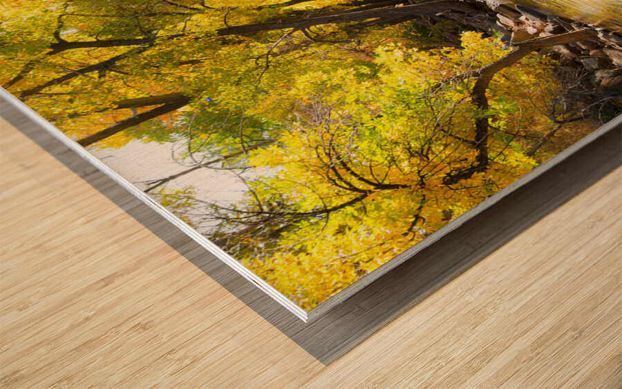 Boulder Colorado City Walk Wood print