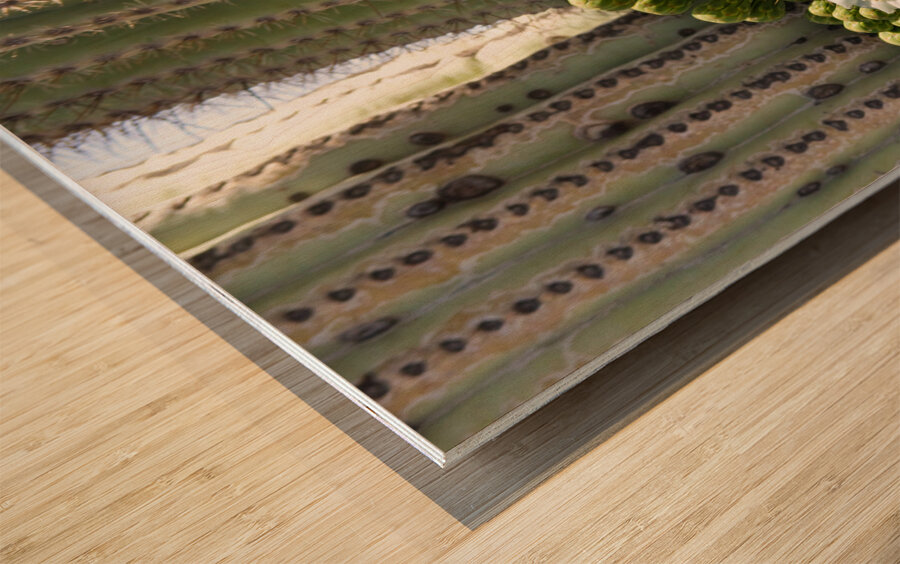 Saguaro Cactus Bloom Impression sur bois