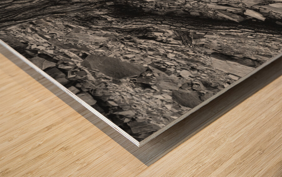 Tree Trunk Roots Exposed Wood print