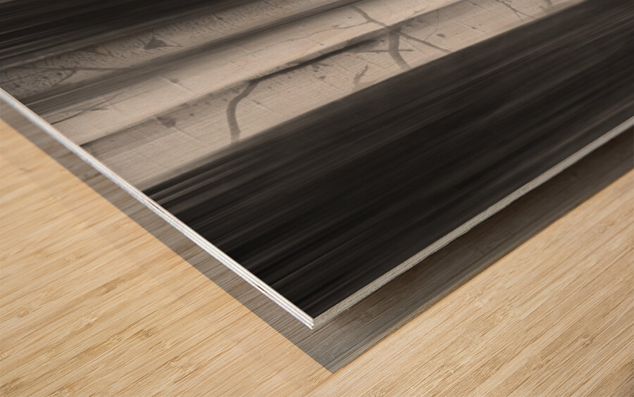 Aspen Tree Colonies Dreaming BW Impression sur bois