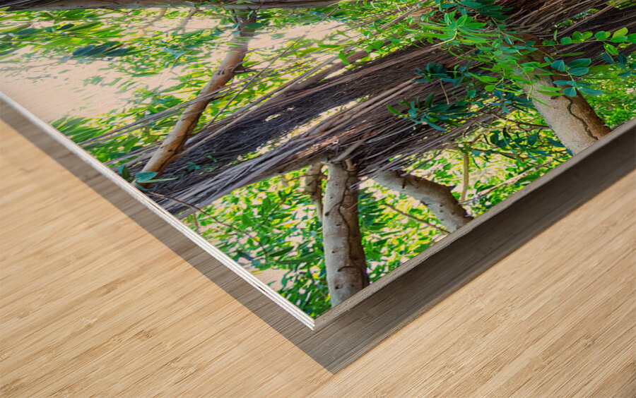 Majestic Magnificent Banyan Tree Portrait Wood print