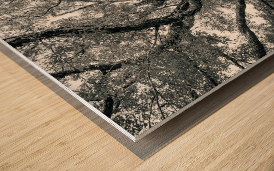 The Ancient Guardian: The 1300 Year Old Balete Tree Wood print