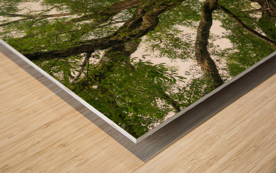 Old Century Tree of Negros Island Wood print