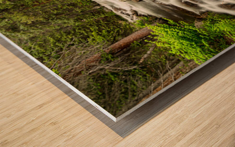 Roosevelt National Forest Stream Wood print