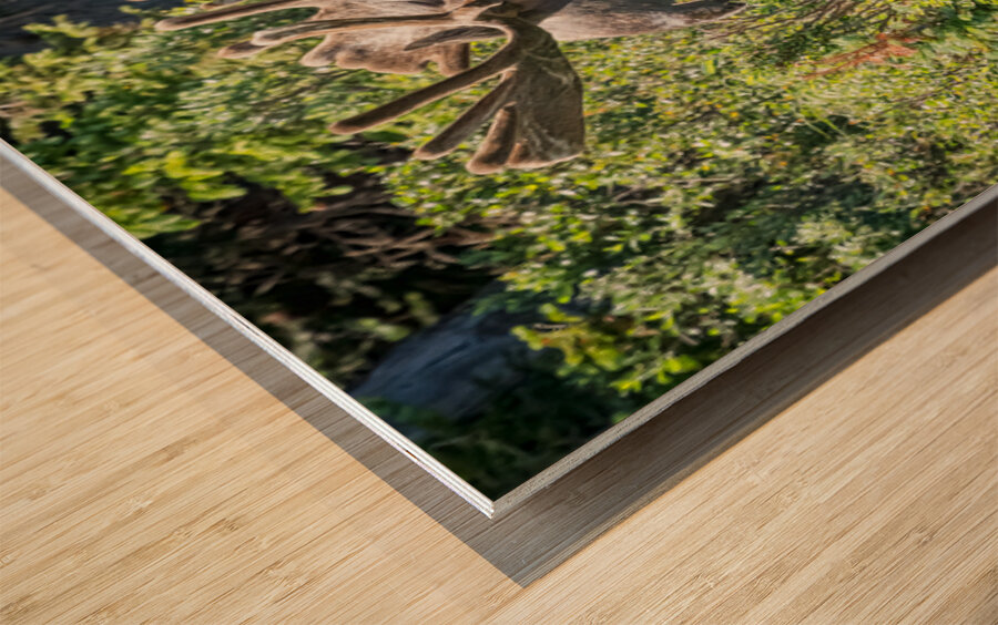 Smiling Bull Moose Wood print