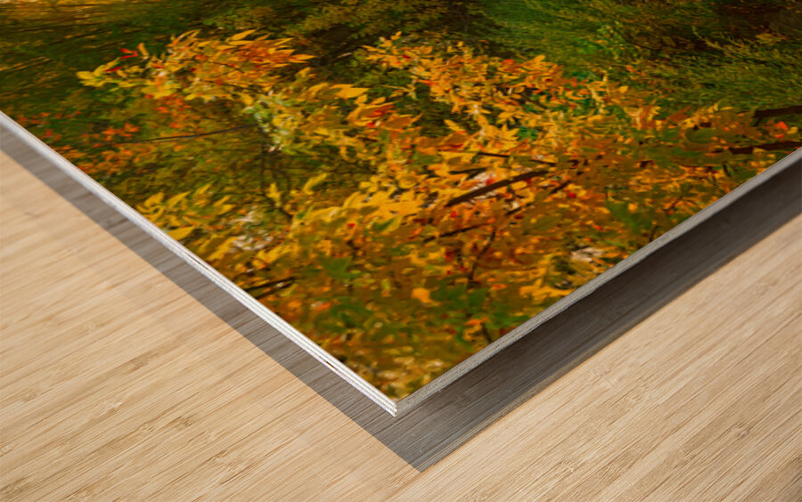 Beautiful Colorful Left Hand Creek Fall View Wood print