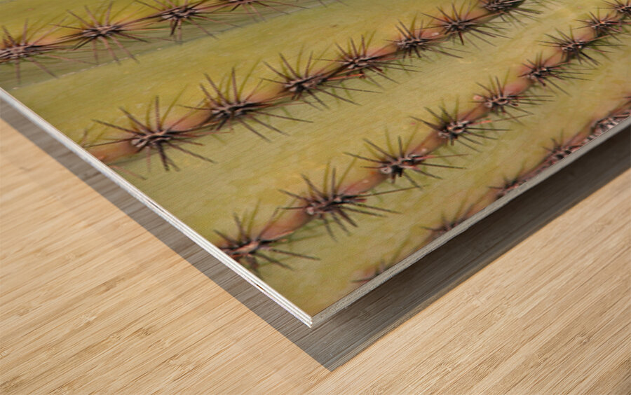 Patterns and Spines of the Desert Sentinel Wood print