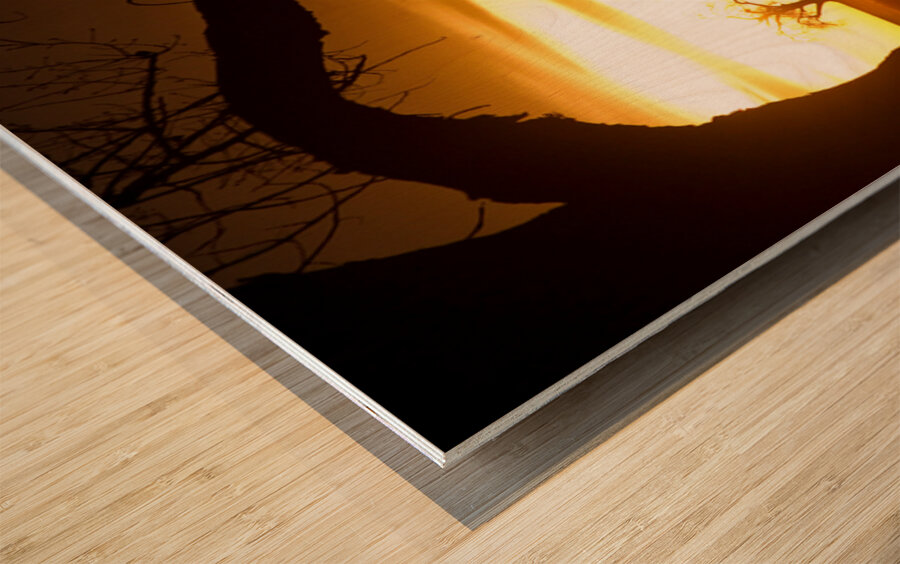 Golden Sunrise with Silhouetted Trees in Meadow Wood print