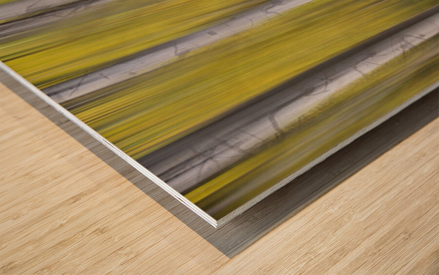 Aspen Light in Motion Fine Art Forest Impression sur bois