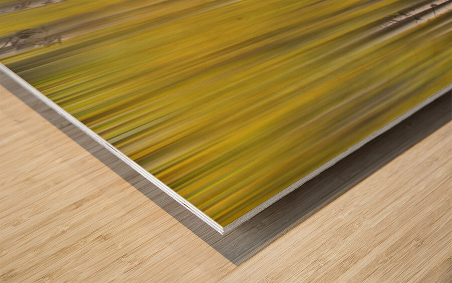 Somewhere Along The Road Dreaming Abstract Aspen Forest Fine Art Impression sur bois