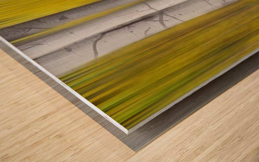 Golden Aspen Abstraction Fine Art Landscape Impression sur bois