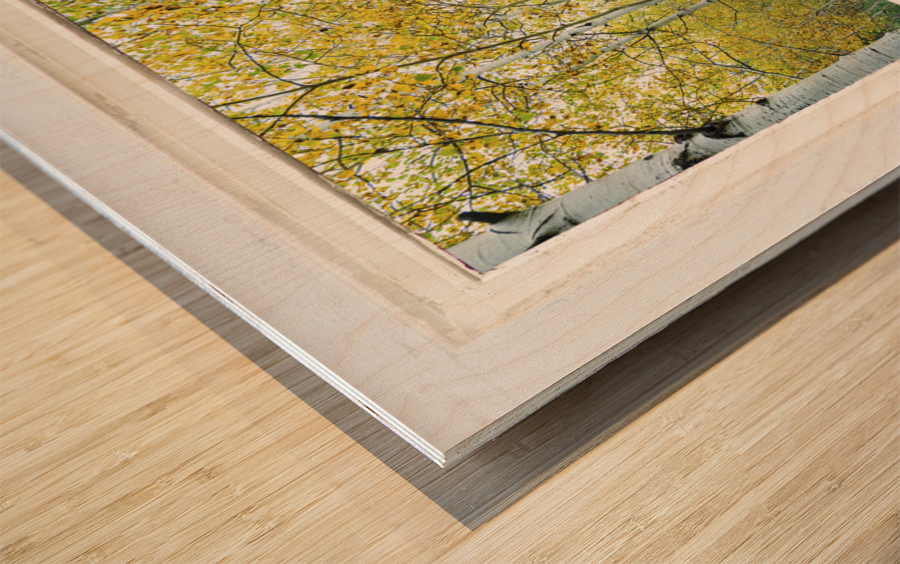 Forest Delight  White Window View Wood print