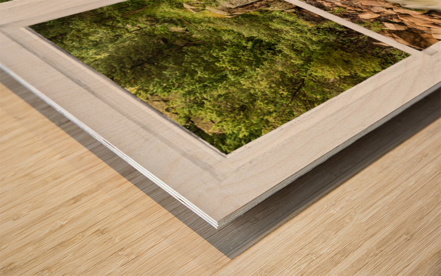 Mountain Stream Whitewash  Window View Wood print