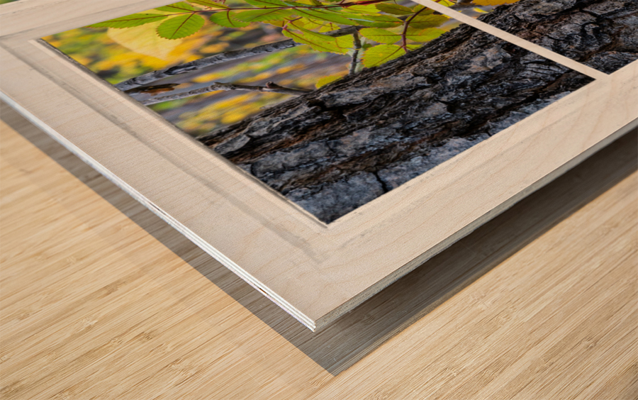 Wild Red Berries Forest Whitewash Picture Window Wood print