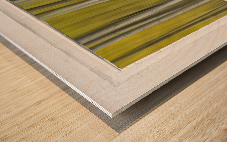 Surreal Dreamy Aspen Forest White Rustic Window Wood print