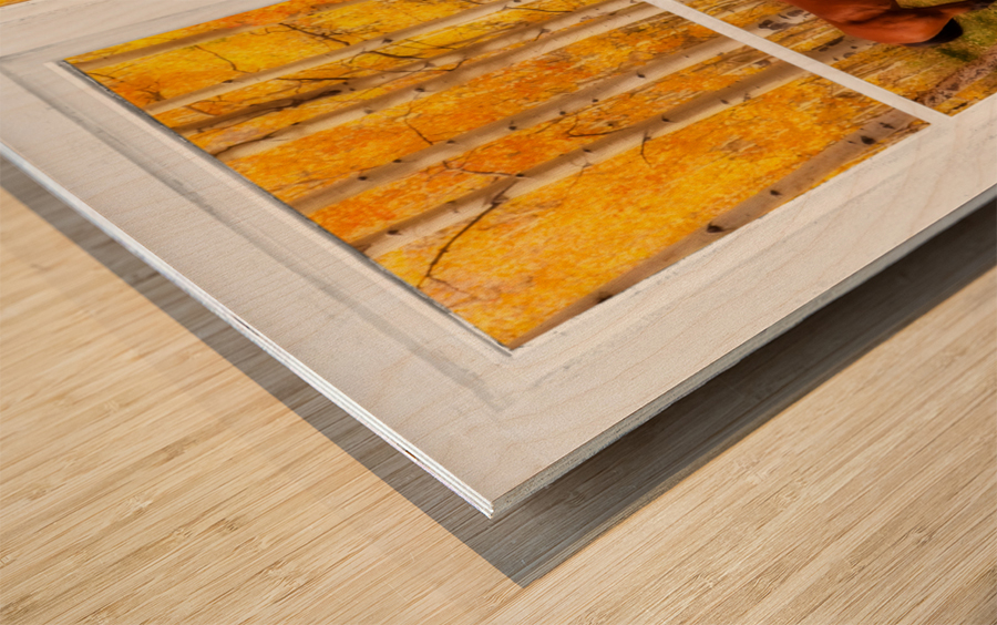 2 Horses Aspen Trees Whitewash Picture Window Wood print