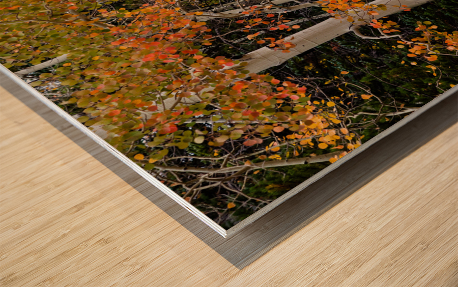 autumn seasons change Wood print