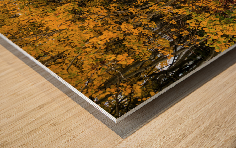 Colorful Autumn Hiking Path Wood print